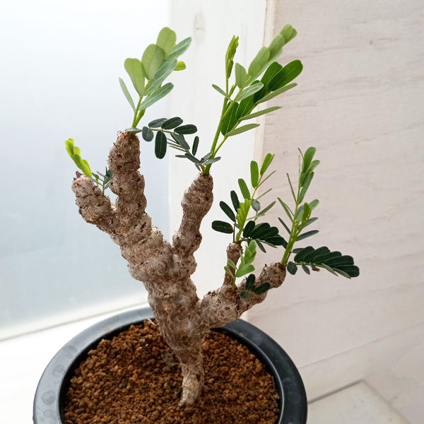 園芸ネット本店｜センナ：メリディオナリス 3号23-05 の通販【公式】