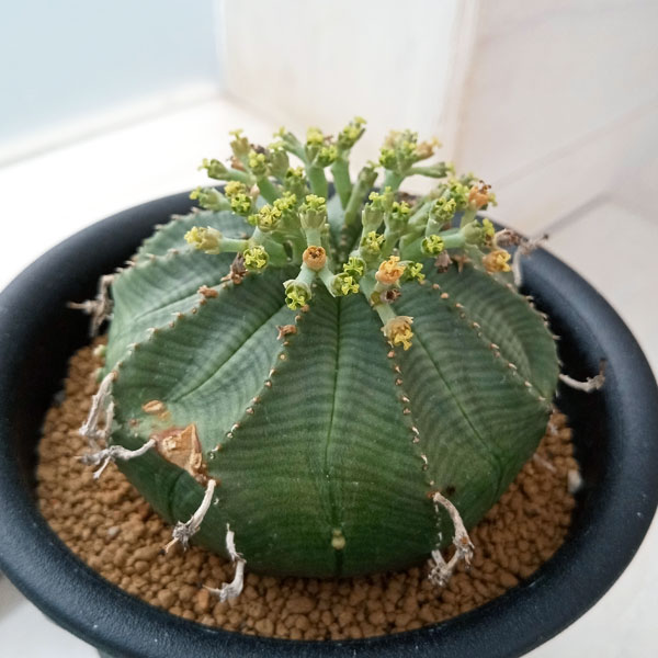 園芸ネット本店｜ユーフォルビア：バリダ×オベサ（交配実生株）3.5号23