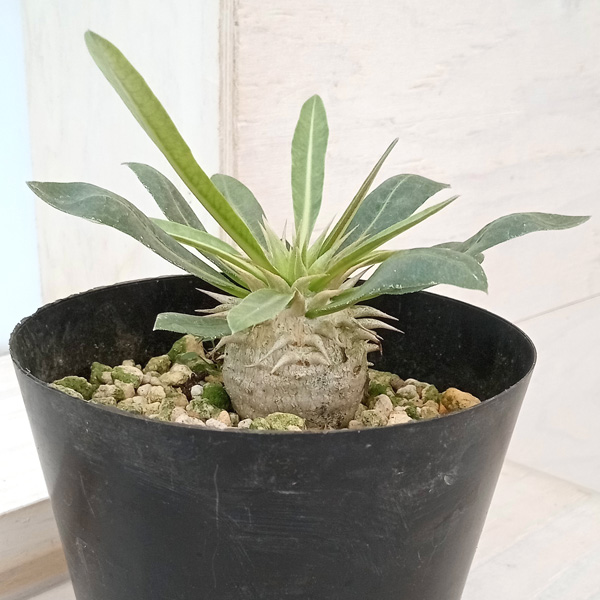 園芸ネット本店｜パキポディウム：エブレネウム（国内実生株） 4号 の