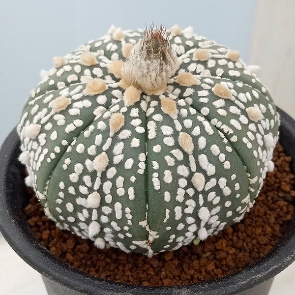 園芸ネット本店｜アストロフィツム：スーパーカブト（実生株） 2.5号