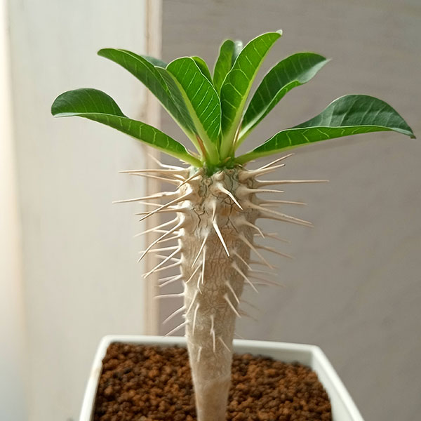 園芸ネット本店｜ユーフォルビア：ギラウミニアナ 7cm角鉢植え の通販