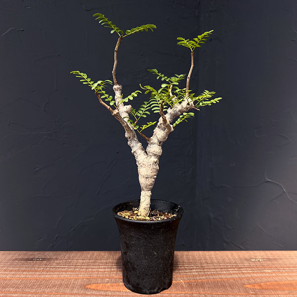 園芸ネット本店｜センナ：メリディオナリス 3号鉢植え23-06 の通販【公式】