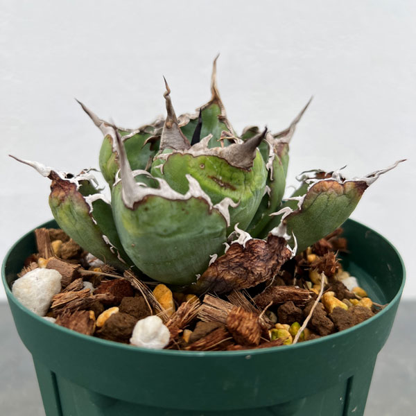 園芸ネット本店｜アガベ：チタノタ 白鯨 3号鉢植え23-02 の通販【公式】