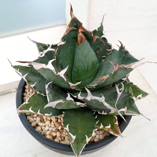 園芸ネット本店｜アガベ：チタノタ ソーラーエクリプス（紅葉No.1） 5