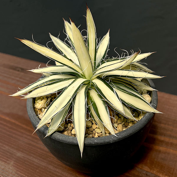 園芸ネット本店｜アガベ：白糸の王妃乱雪 黄中斑 3.5号鉢植え23-01 の