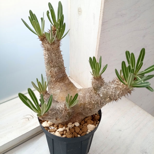 園芸ネット本店｜パキポディウム ：イノピナツム 5号鉢植え23-01 の