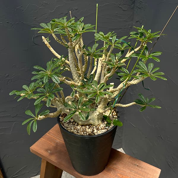 園芸ネット本店｜ドルステニア：ギガス 7号鉢植え23-02 の通販【公式】