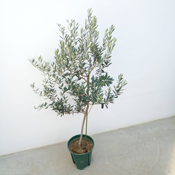 園芸ネット本店｜オリーブ：バロウニ 8号鉢植え の通販【公式】