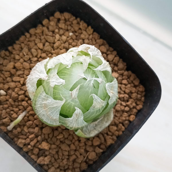 園芸ネット本店｜ハオルチア：中広巻葉選抜ロックウッディ（N1）2.5号