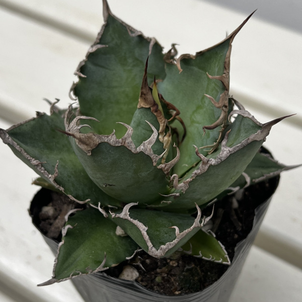 園芸ネット本店｜アガベ：チタノタ シーザー（凱撤） 3号鉢植え の通販