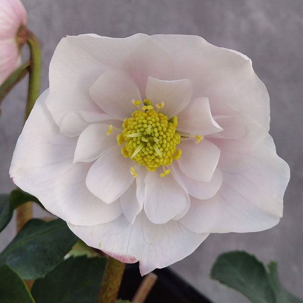 園芸ネット本店｜クリスマスローズ（原種系）：フルール ド ノエル