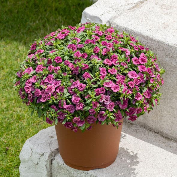 園芸ネット本店｜[26年3月中下旬予約]カリブラコア：ミリオンベル