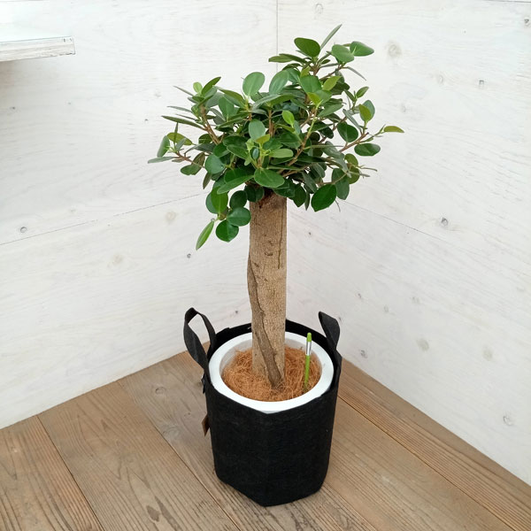 園芸ネット本店｜パンダガジュマル 8号ルーツポーチ鉢カバー入り