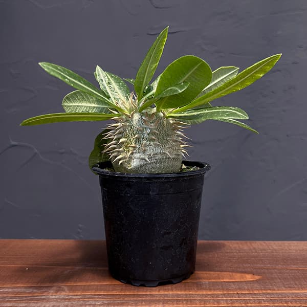 園芸ネット本店｜[ザ・ファームセレクト]パキポディウム：ブレビカウレ