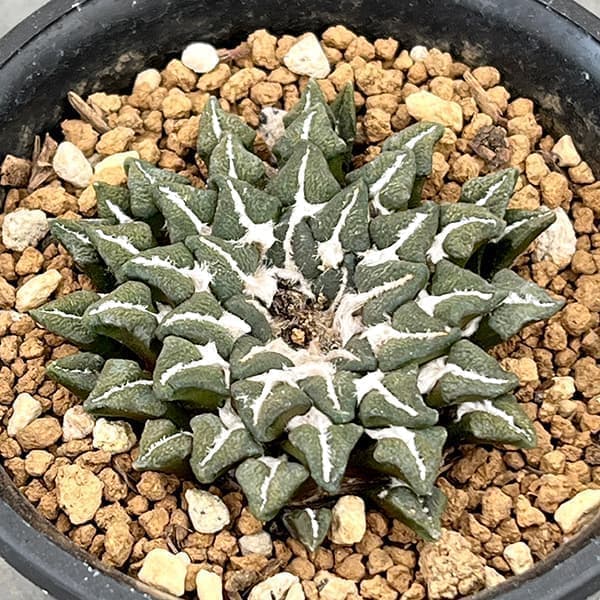 園芸ネット本店｜サボテン：黒牡丹宝塚 3号鉢植え の通販【公式】