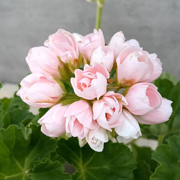 園芸ネット本店｜ゼラニウム（チューリップ咲き）：エマ3.5号ポット の