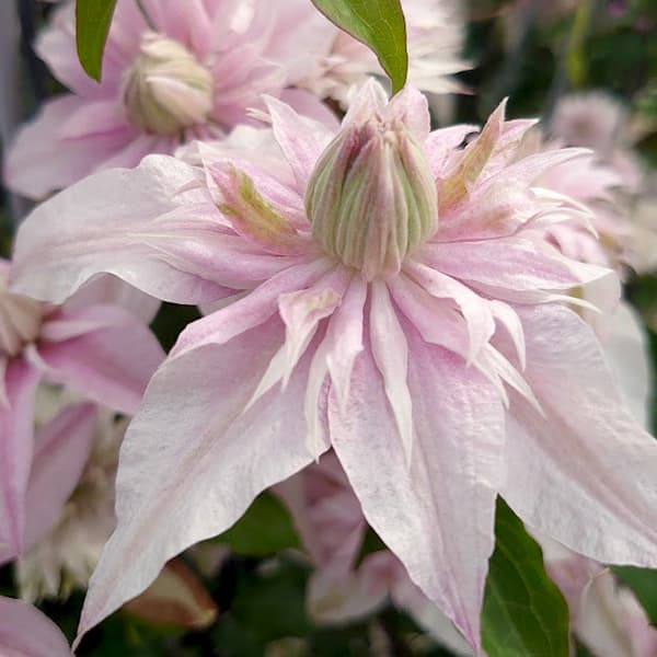 園芸ネット本店｜クレマチス：サクラノヨウセイ（咲良の妖精）3-3.5号