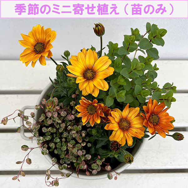 園芸ネット本店｜季節のミニ寄せ植え（苗のみ）：オステオスペルマム