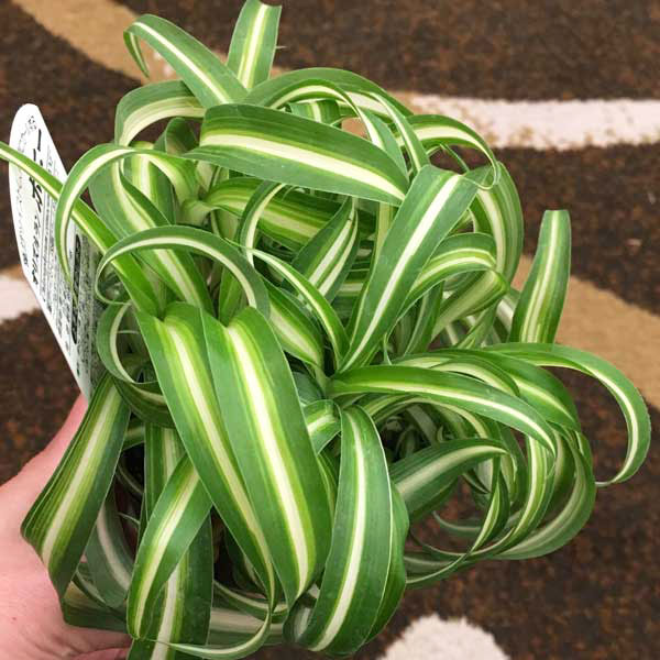 園芸ネット本店｜オリヅルラン：ボニー2.5号ポット 3株セット の通販