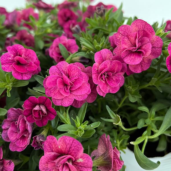 園芸ネット本店｜カリブラコア（八重咲）：オロダブルマジェンタ3.5号