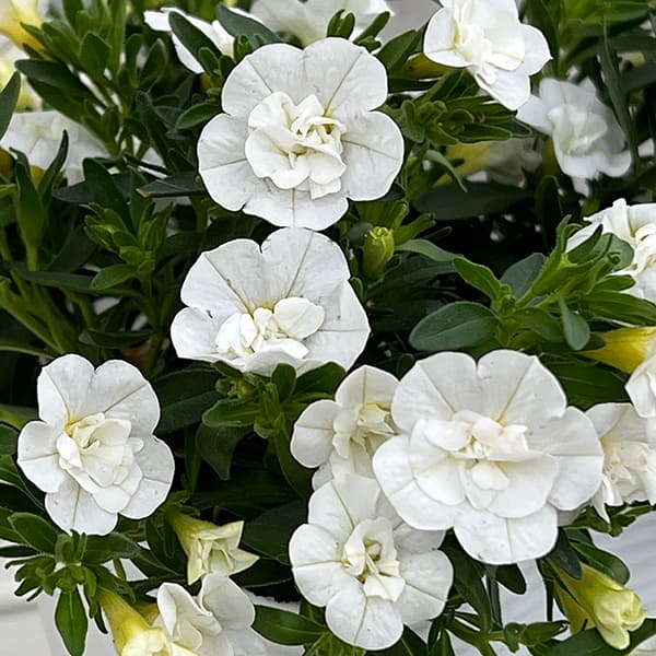 園芸ネット本店｜カリブラコア（八重咲）：オロダブルホワイト3.5号