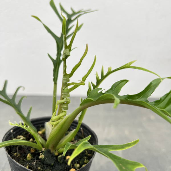 園芸ネット本店｜フィロデンドロン：トータム 2.5号ポット の通販【公式】