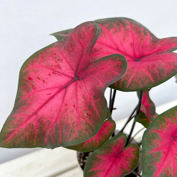 園芸ネット本店｜カラジュウム：sp.レッド 4号鉢植え の通販【公式】