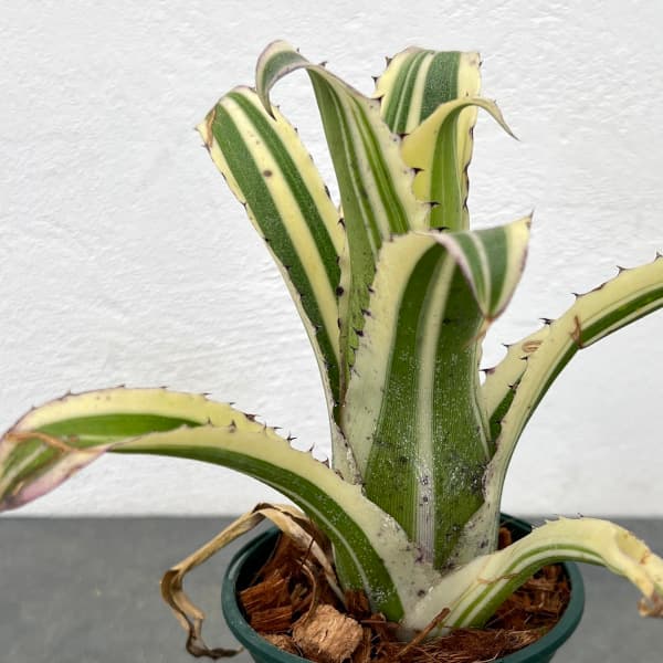 園芸ネット本店｜ホヘンベルギア：カーラー（Sサイズ） 3号 の通販【公式】