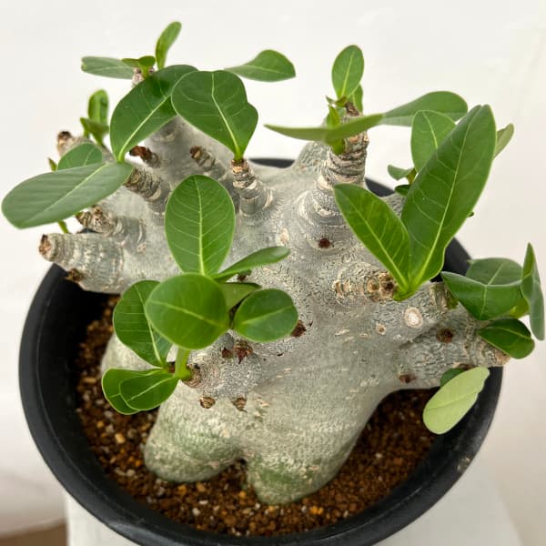 園芸ネット本店｜アデニウム ：スーパードワーフ 6号鉢植え25-03 の