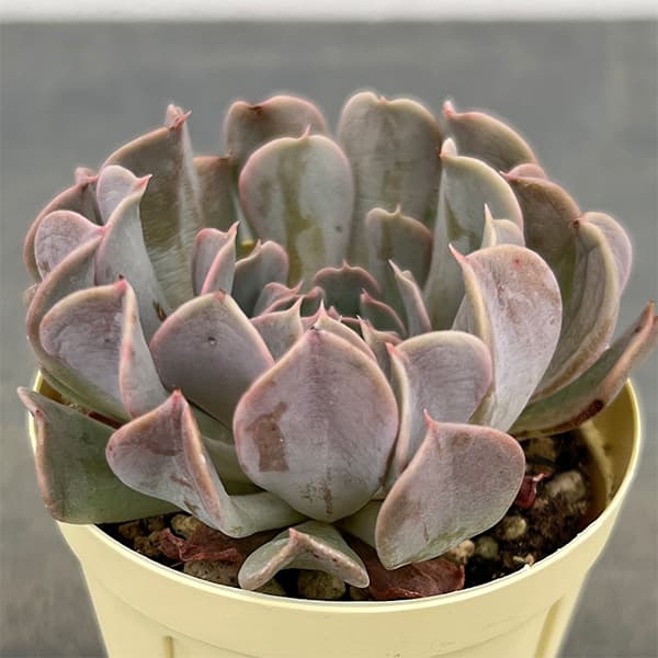 園芸ネット本店｜エケベリア：レボリューション 2号プラ鉢植え の通販