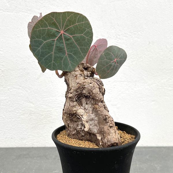 園芸ネット本店｜ステファニア：カウィーサキー 3.5号鉢植え25-01 の