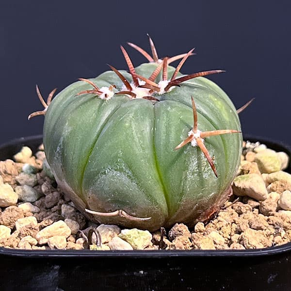 園芸ネット本店｜サボテン：エキノカクタス 太平丸2.5号鉢植え の通販