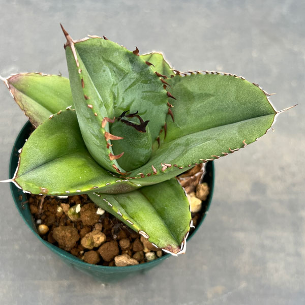 園芸ネット本店｜アガベ：オテロイ（FO-076 エフオーゼロナナロク