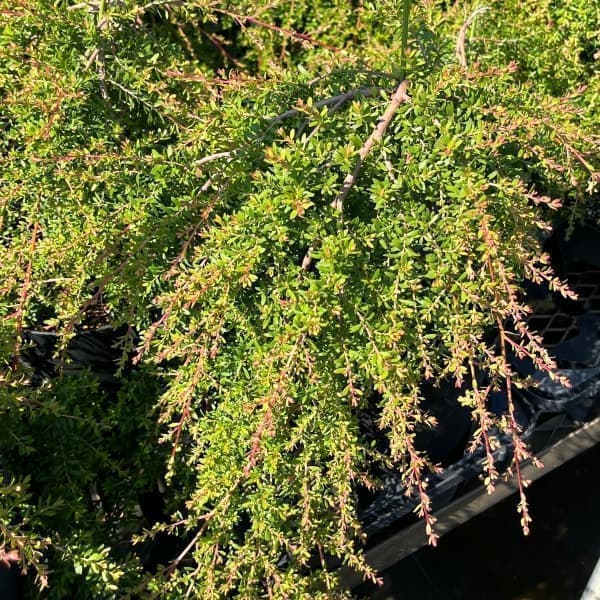 園芸ネット本店｜レプトスペルマム：バーチカルドロップ6号鉢植え の