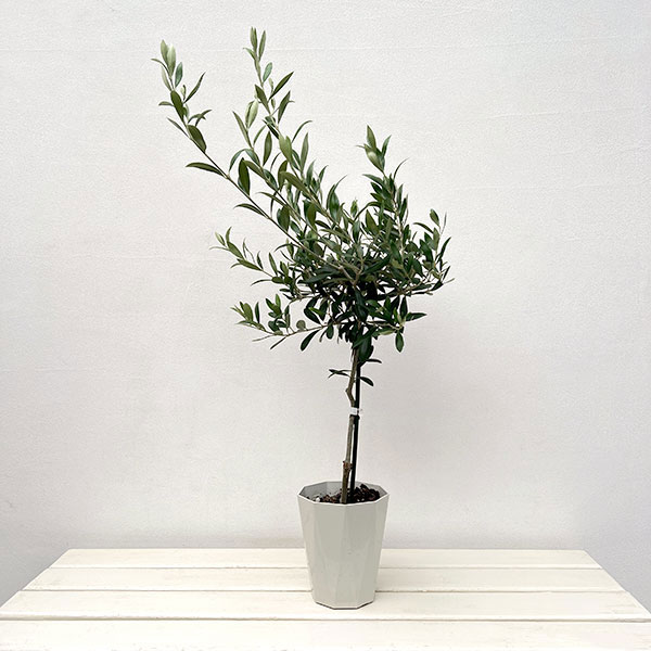 園芸ネット本店｜オリーブ：フラントイオ スタンダード仕立て4.5号