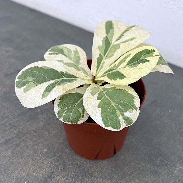 園芸ネット本店｜カシワバゴム（フィカスリラータ）：イボンヌ3.5号