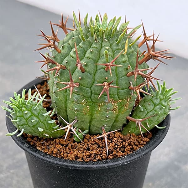 園芸ネット本店｜ユーフォルビア：ステリスピナ（群星冠） 3号鉢植え