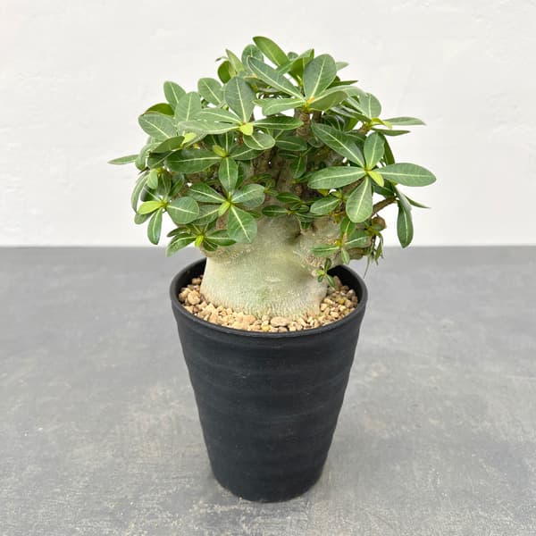 激レア/ドワーフ/超極太/塊根】アデニウム アラビカムV2ハック鉢植えX