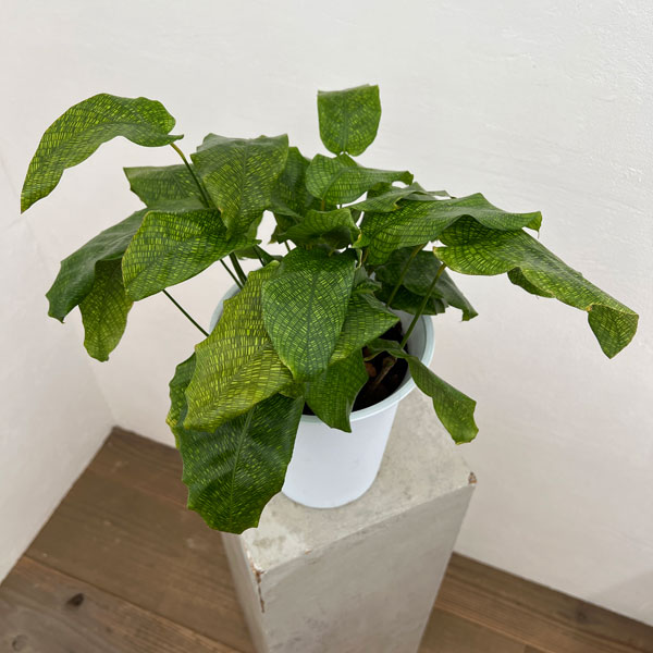 園芸ネット本店｜カラテア：ムサイカ（モザイク）6号鉢植え の通販【公式】