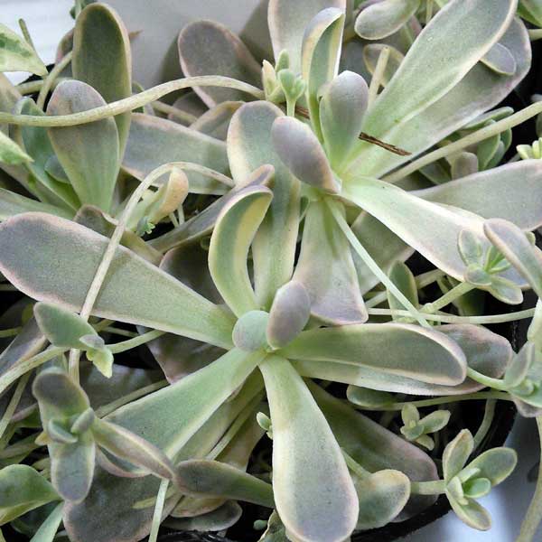 園芸ネット本店｜セダム（オロスタキス）：子持ち蓮華錦（斑入り）3号