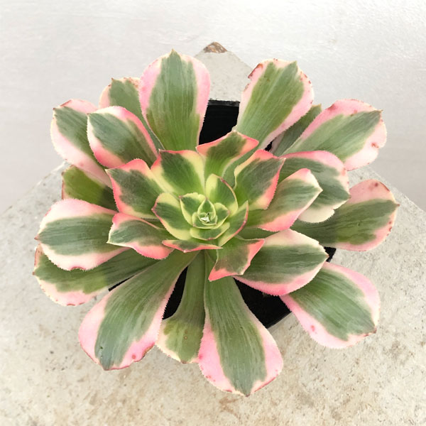 園芸ネット本店｜アエオニウム：ピンクレディ錦 3号ポット の通販【公式】