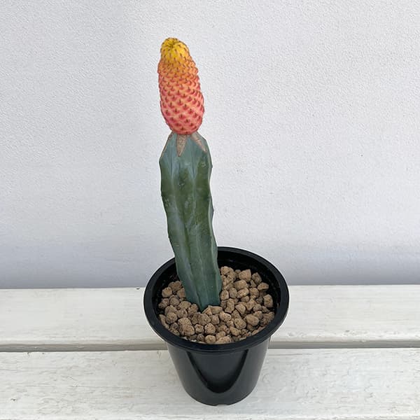 園芸ネット本店｜サボテン：スルコレブチア カニグラリー錦 接ぎ木