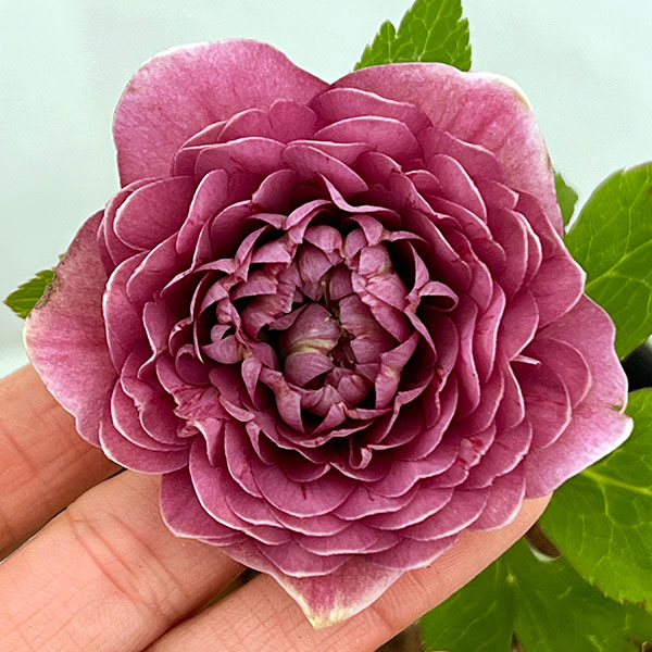 園芸ネット本店｜吉田園芸さんのクリスマスローズ：超多弁交配26-04