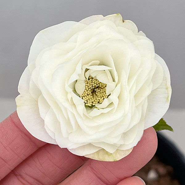 園芸ネット本店｜吉田園芸さんのクリスマスローズ：超多弁交配26-01