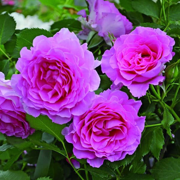 園芸ネット本店｜ハイブリッドティー：ピンクオブプリンセス大苗3.5号