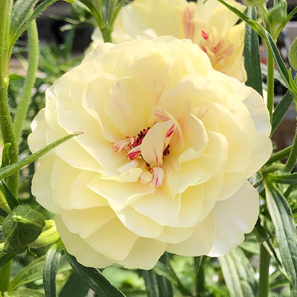 園芸ネット本店｜ラナンキュラス：ラックス アフロディーテ3.5-4号