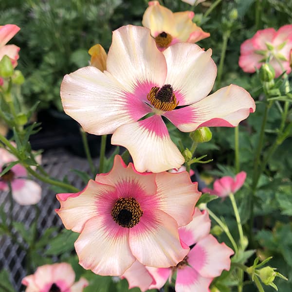 園芸ネット本店｜ラナンキュラス：サラセレネ エヴァンジェリン5号