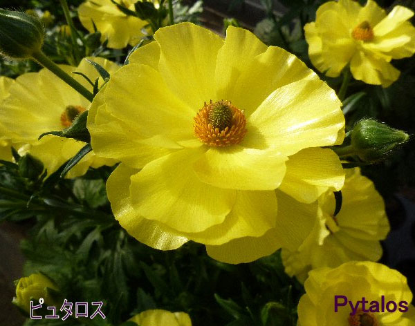 園芸ネット本店｜ラナンキュラス：ラックス ピュタロス5号鉢植えカゴ