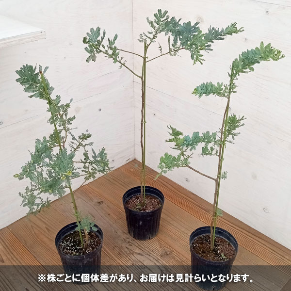 園芸ネット本店｜アカシア：ギンヨウアカシア6号ポット の通販【公式】