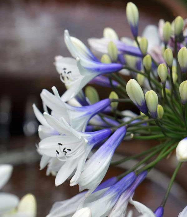 園芸ネット本店｜アガパンサス：ツイスター3.5号ポット の通販【公式】